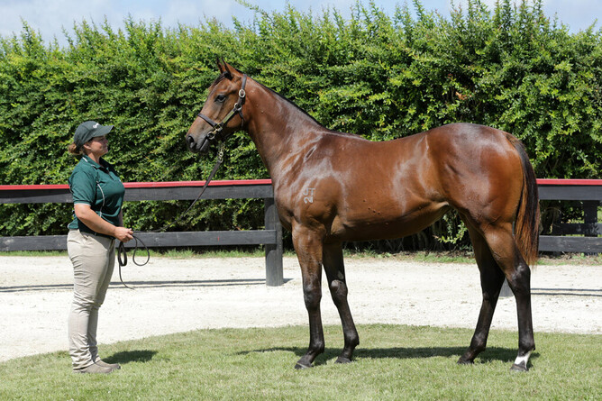 Sweetzou as a yearling. Photo: Trish Dunell