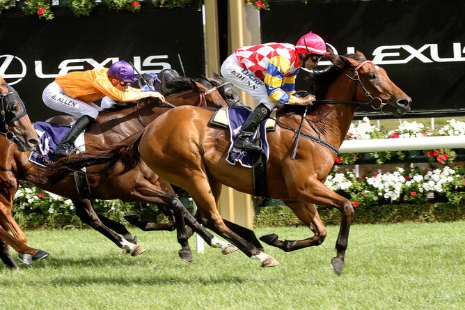 Manolo Blahniq will return to the races on Saturday. - Photo: Daryl Sherer