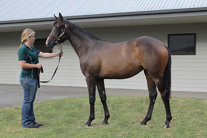 curraghmore waller wins with former new zealand filly firebird flyer