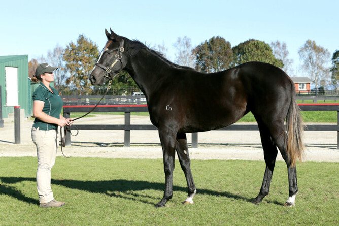 Aimee's Jewel as a yearling. Photo: Trish Dunell