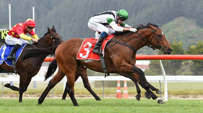 Not An Option will make his Australian debut on Saturday. - Photo: NZ Racing Desk