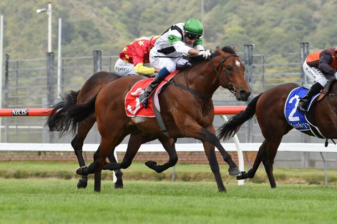 Not An Option is on a path towards the Gr.1 JJ Atkins (1400m) in Brisbane next month. Photo: Race Images