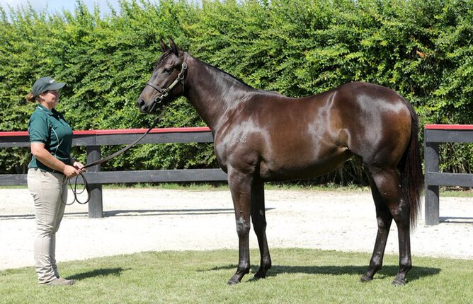 Taroni as a yearling. Photo: Trish Dunell