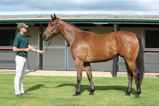 You're Welcome before the NZB Ready To Run Sale. Photo: Trish Dunell
