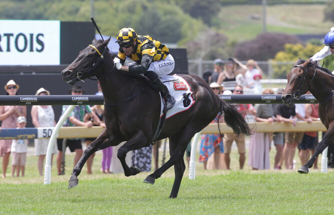 Karaka Million 2YO (1200m) contender Taroni. Photo: Trish Dunell