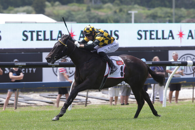 Taroni will contest the Gr.3 WRC Northland Breeders&rsquo; Stakes (1200m) at Te Rapa on Saturday.  Photo: Trish Dunell