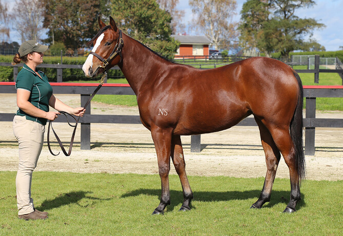 Private Thoughts as a yearling. - Photo: Trish Dunell