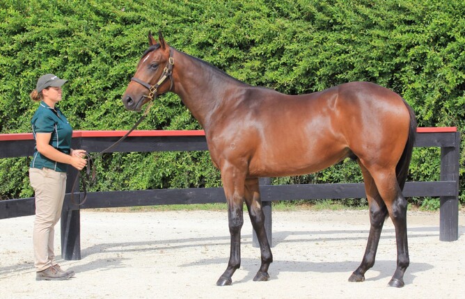Conqueror as a yearling - Photo: Trish Dunell
