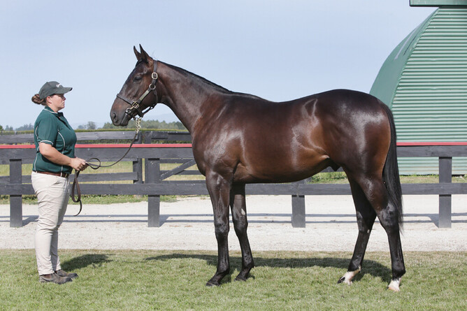 The American Pharoah x Strada Cavallo colt as a yearling. Photo: Trish Dunell