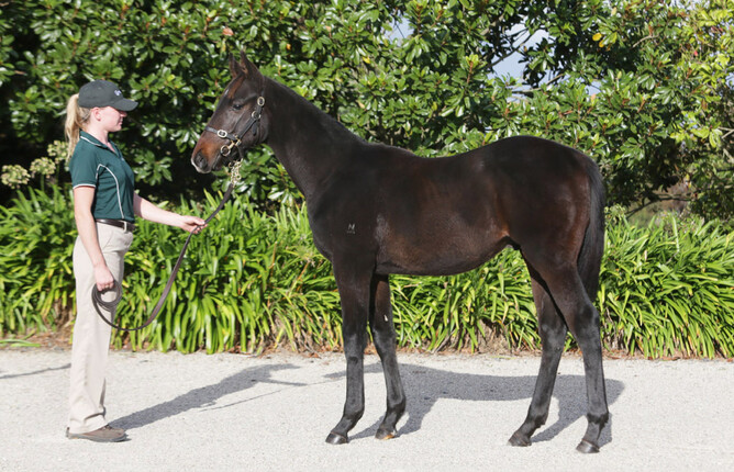 Blue on Black as a weanling - Photo: Trish Dunell