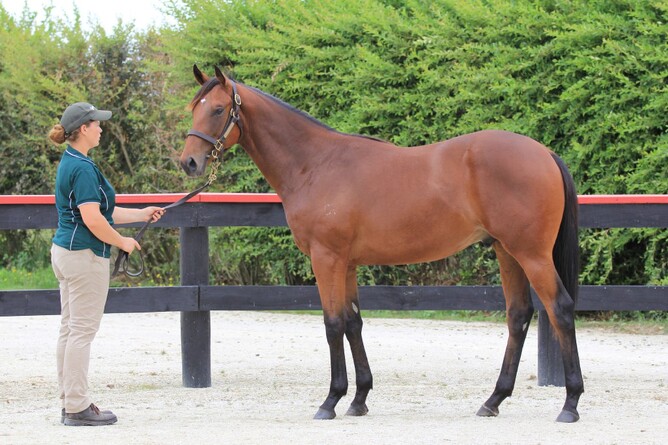 War Frontier as a yearling. Photo: Trish Dunell