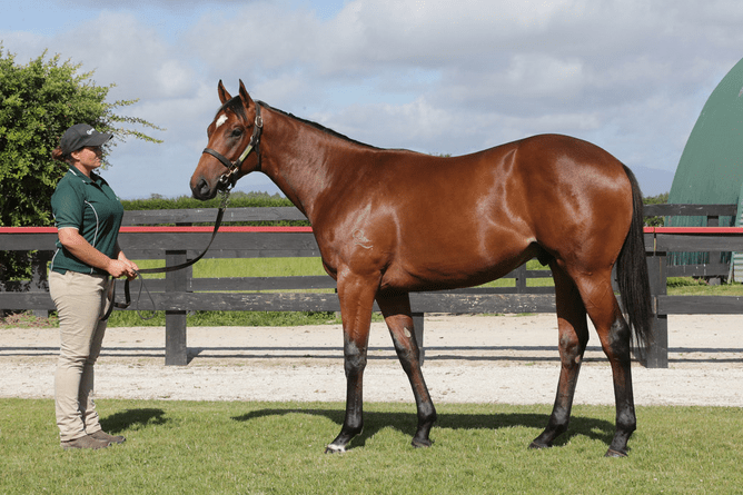 Not An Option as a yearling. Photo: Trish Dunell