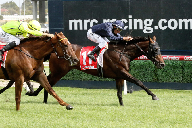 Conqueror will make his Australian debut on Sunday. - Photo: Daryl Sherer