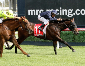 David Hayes unveils Conqueror with Hong Kong Derby in mind