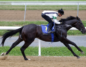 Million outlook bright for unraced colt